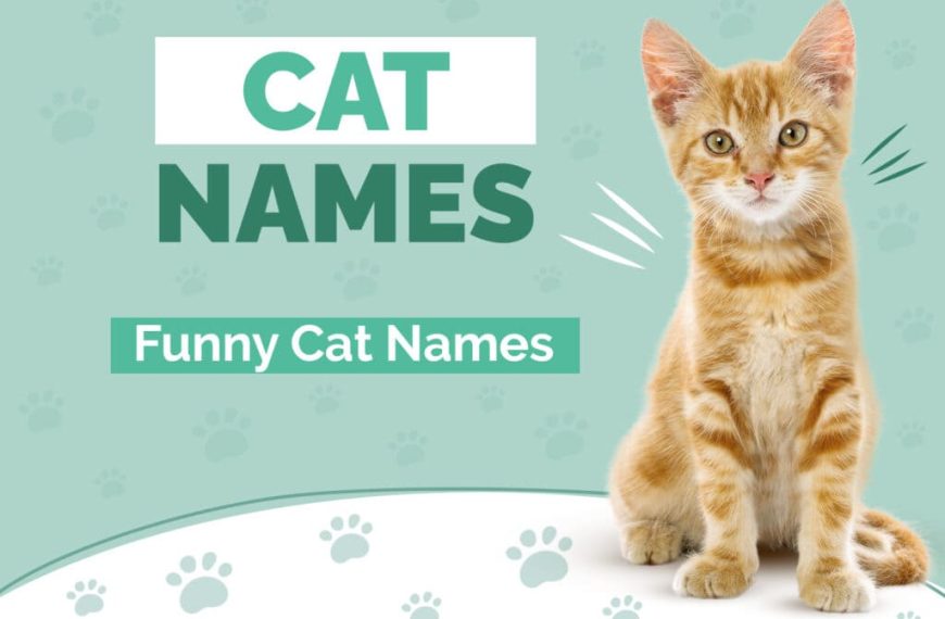 Funny Names for Cats