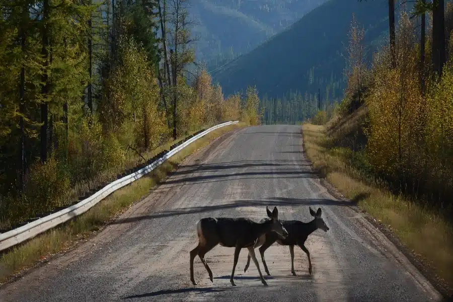 Urban Sprawl Fuels Wildlife Crashes Deer, Coyotes, and Collisions