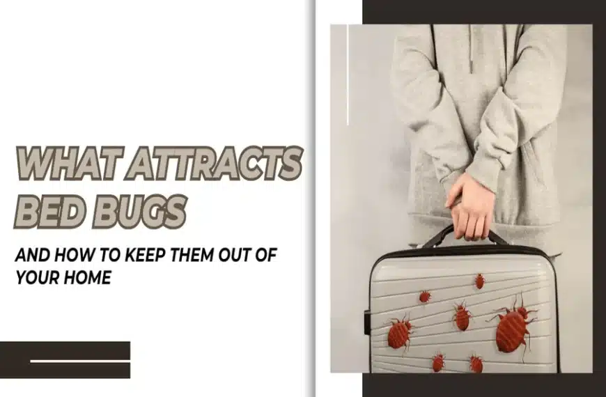 Attracts Bed Bugs