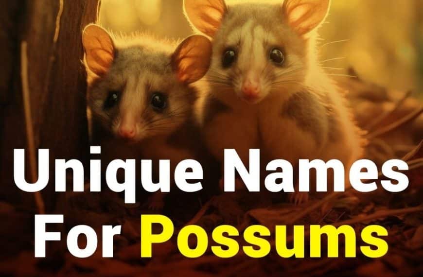 Fun Possum Names